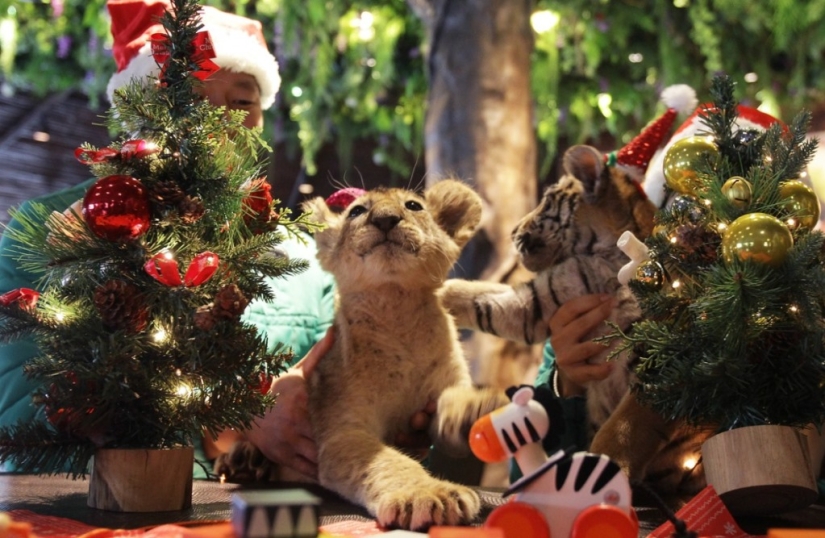 Christmas kittens Christmas kittens