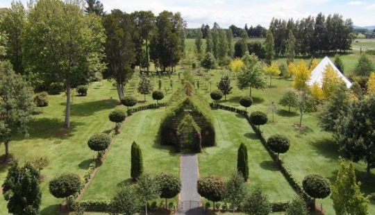 Church of Living Trees