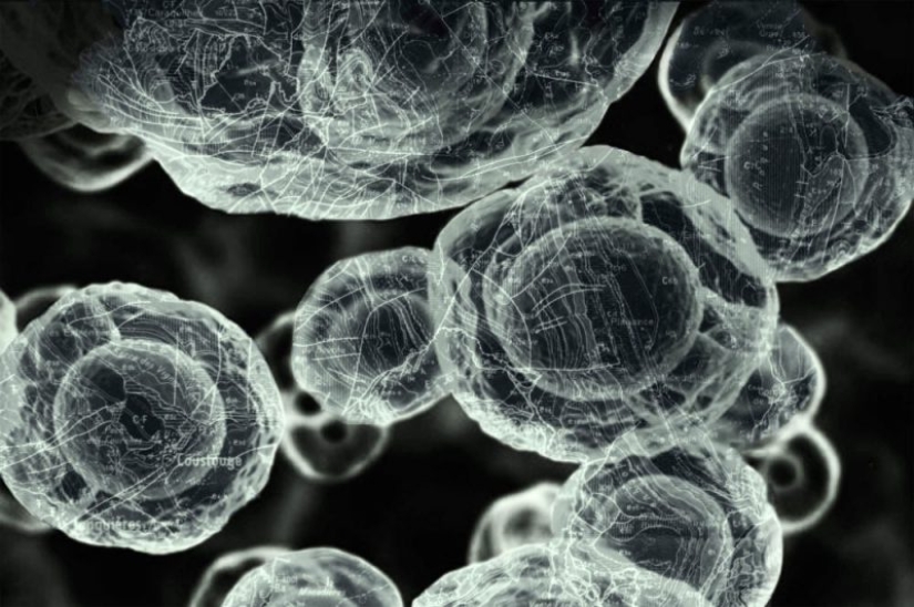 Ciencia Fascinante: 10 Mejores Trabajos del Concurso de Fotografía Científica de la Royal Photographic Society 2019