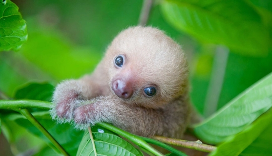 Científicos de Costa Rica cuidan de pequeños perezosos, reemplazando a sus propias madres