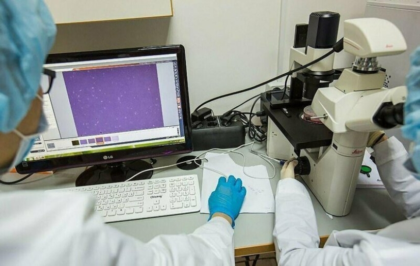 Científicos de Rusia y Corea planean clonar un caballo prehistórico