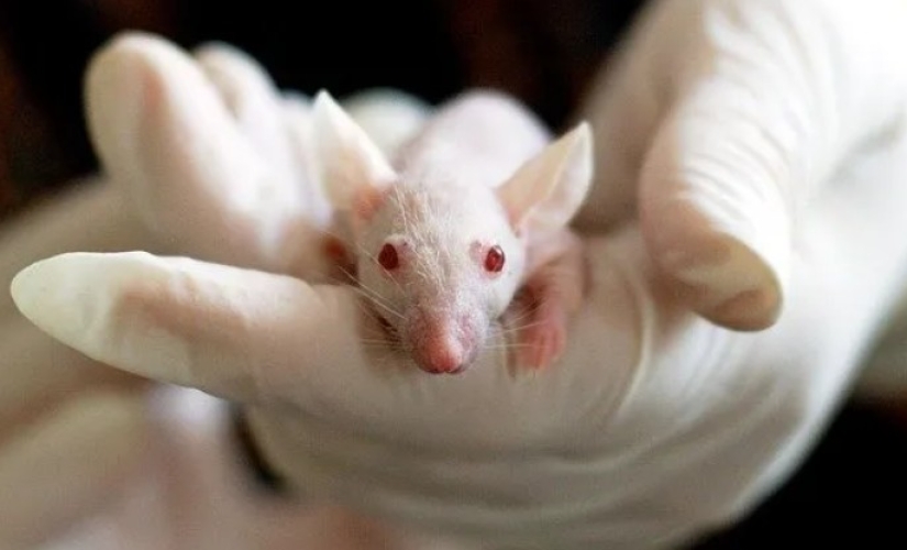 Científicos israelíes han encontrado una forma de borrar la memoria de los drogadictos