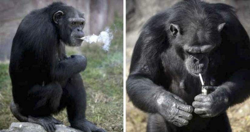 Cómo chimpancé Azalea de Corea del Norte dejó de fumar Cómo chimpancé Azalea de Corea del Norte dejó de fumar