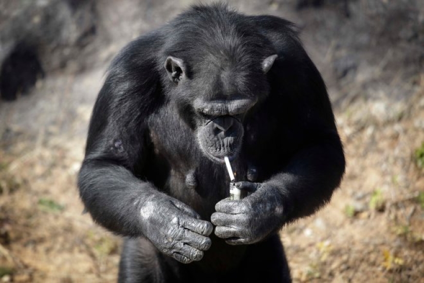 Cómo chimpancé Azalea de Corea del Norte dejó de fumar Cómo chimpancé Azalea de Corea del Norte dejó de fumar