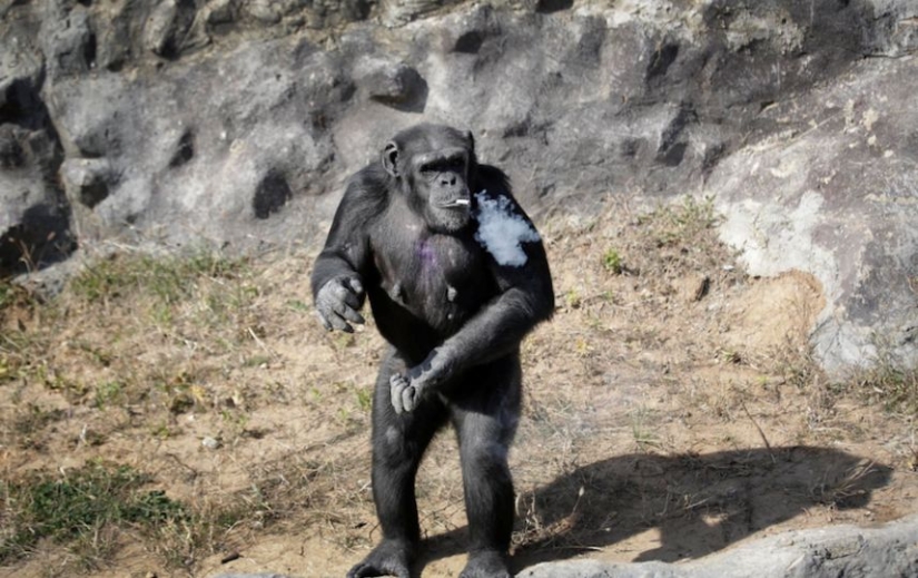 Cómo chimpancé Azalea de Corea del Norte dejó de fumar Cómo chimpancé Azalea de Corea del Norte dejó de fumar