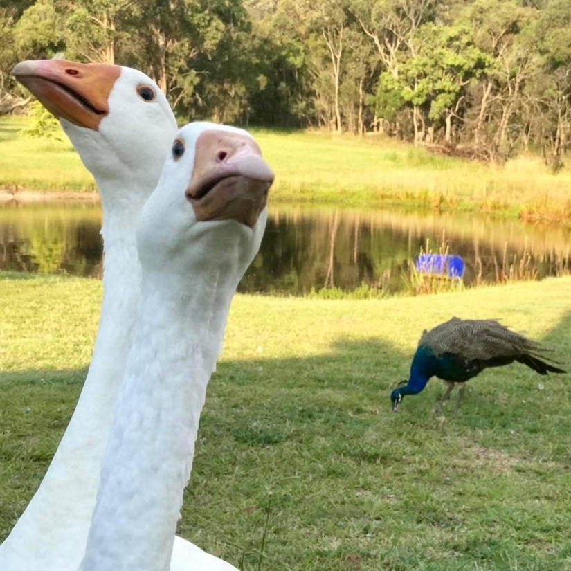 Cómo Comprar Gansos Puede Convertir la Vida en un Verdadero Infierno