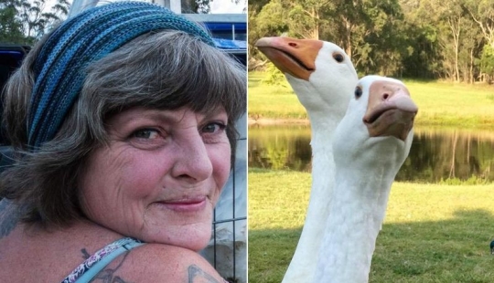 Cómo Comprar Gansos Puede Convertir la Vida en un Verdadero Infierno