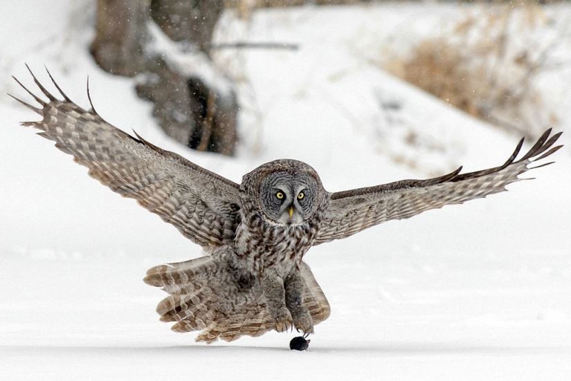 Cómo el búho atrapó al ratón