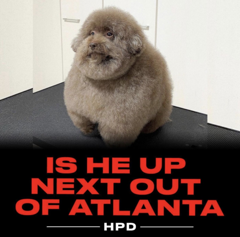 Cómo el perro esponjoso Scooby se ganó los corazones de los usuarios de las redes sociales Cómo el perro esponjoso Scooby se ganó los corazones de los usuarios de las redes sociales