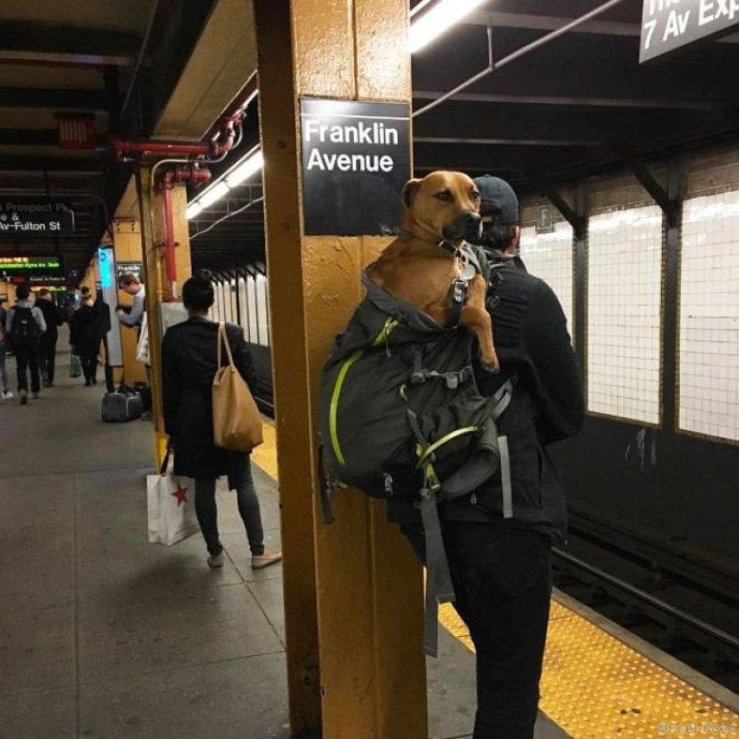 Cómo los astutos neoyorquinos eluden la prohibición de los perros en el metro