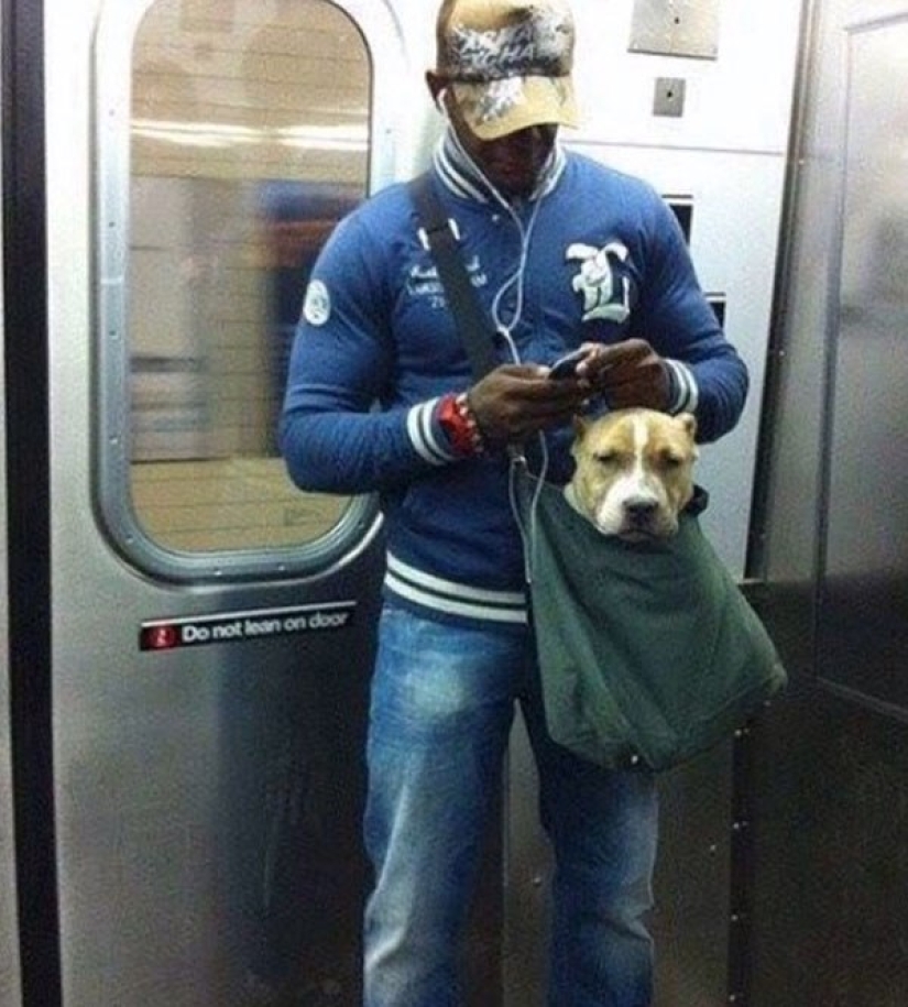 Cómo los astutos neoyorquinos eluden la prohibición de los perros en el metro