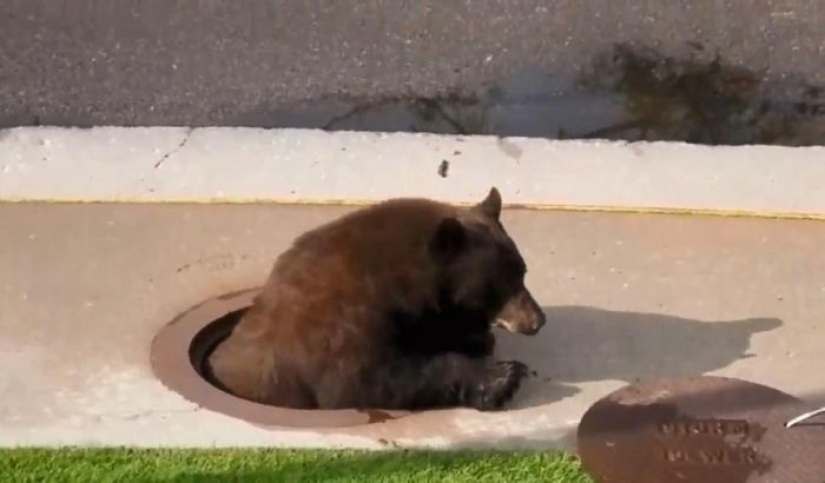 Cómo los servicios públicos en los Estados Unidos encontraron a un "invitado no invitado" en la alcantarilla