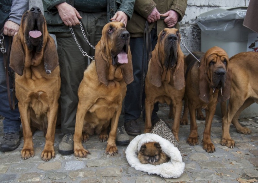 Cómo se bendicen los animales en Bélgica