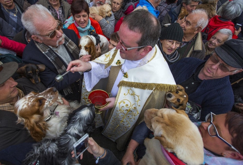 Cómo se bendicen los animales en Bélgica Cómo se bendicen los animales en Bélgica