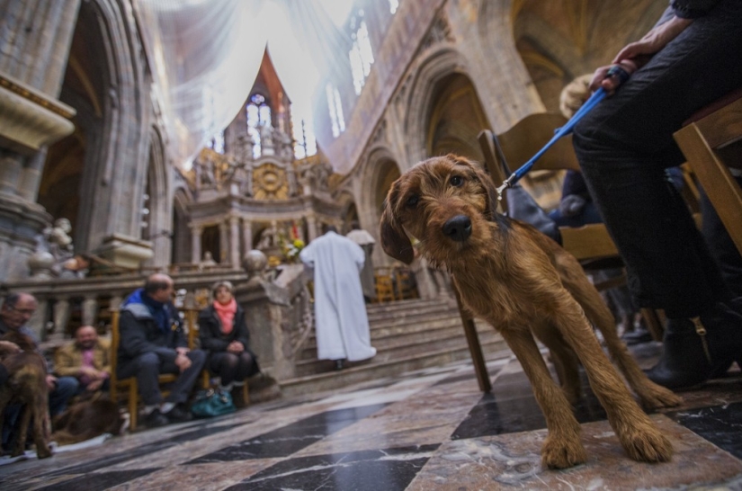 Cómo se bendicen los animales en Bélgica Cómo se bendicen los animales en Bélgica