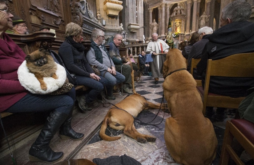 Cómo se bendicen los animales en Bélgica Cómo se bendicen los animales en Bélgica