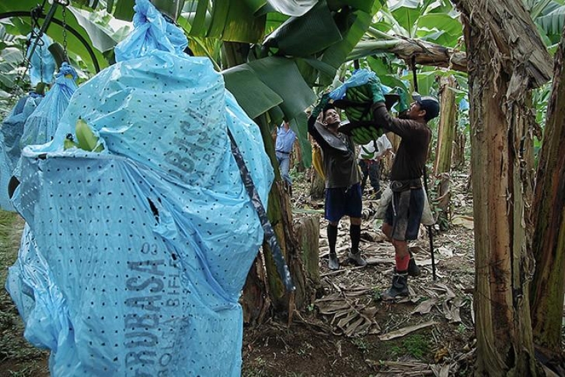 Cómo se cultivan y cosechan los plátanos Cómo se cultivan y cosechan los plátanos