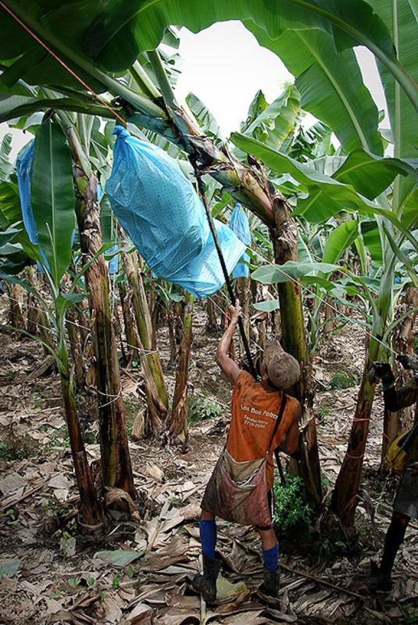 Cómo se cultivan y cosechan los plátanos Cómo se cultivan y cosechan los plátanos