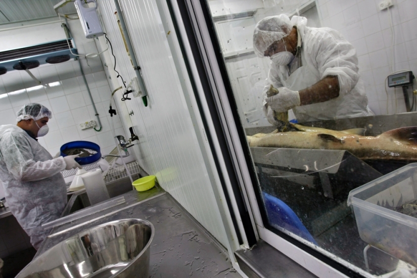 Cómo se produce el caviar negro en Israel Cómo se produce el caviar negro en Israel