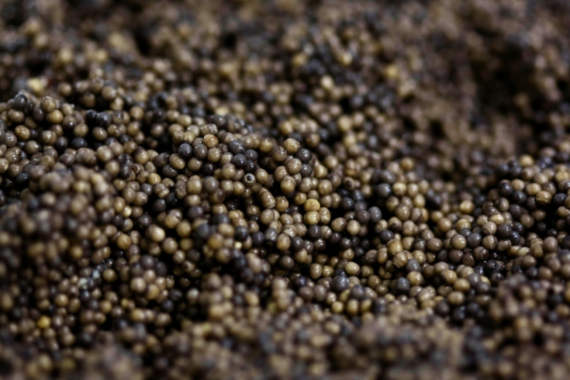Cómo se produce el caviar negro en Israel Cómo se produce el caviar negro en Israel