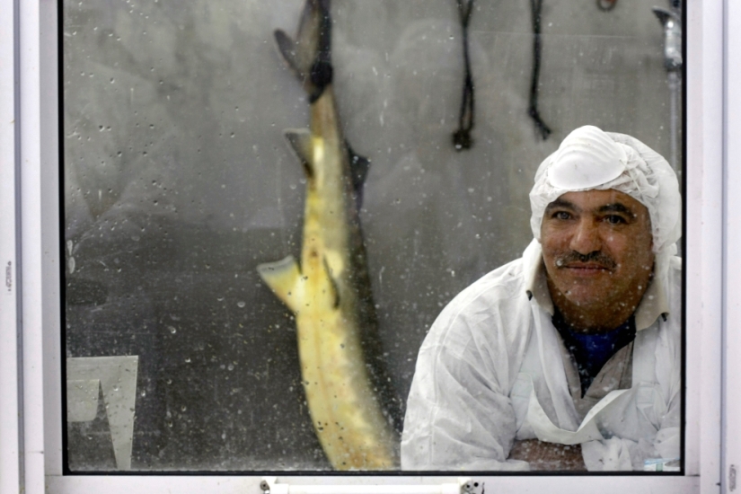 Cómo se produce el caviar negro en Israel Cómo se produce el caviar negro en Israel