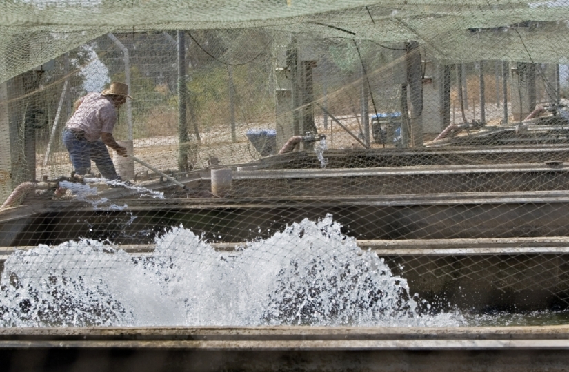 Cómo se produce el caviar negro en Israel Cómo se produce el caviar negro en Israel