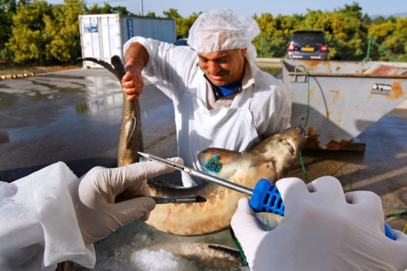 Cómo se produce el caviar negro en Israel Cómo se produce el caviar negro en Israel