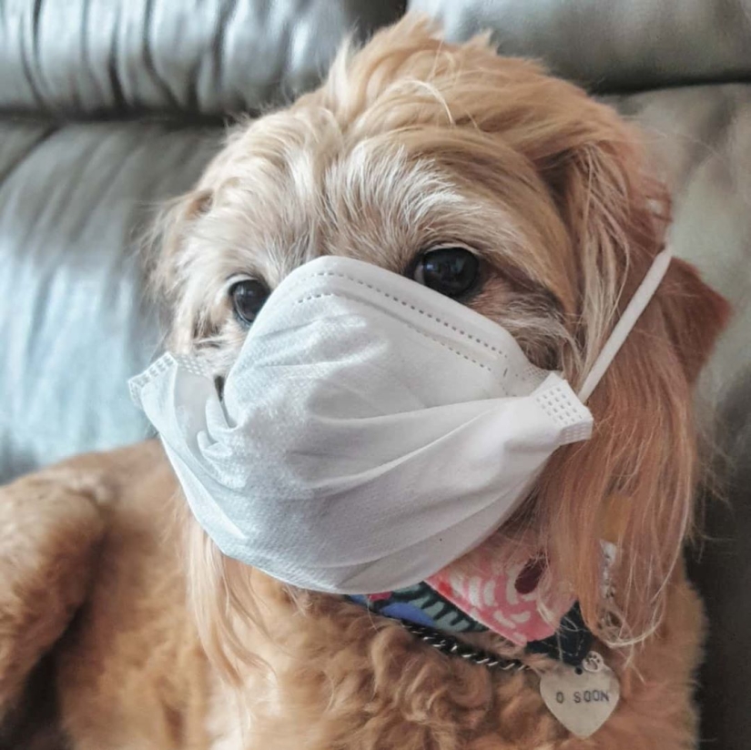 Cómo se propaga el coronavirus en Instagram