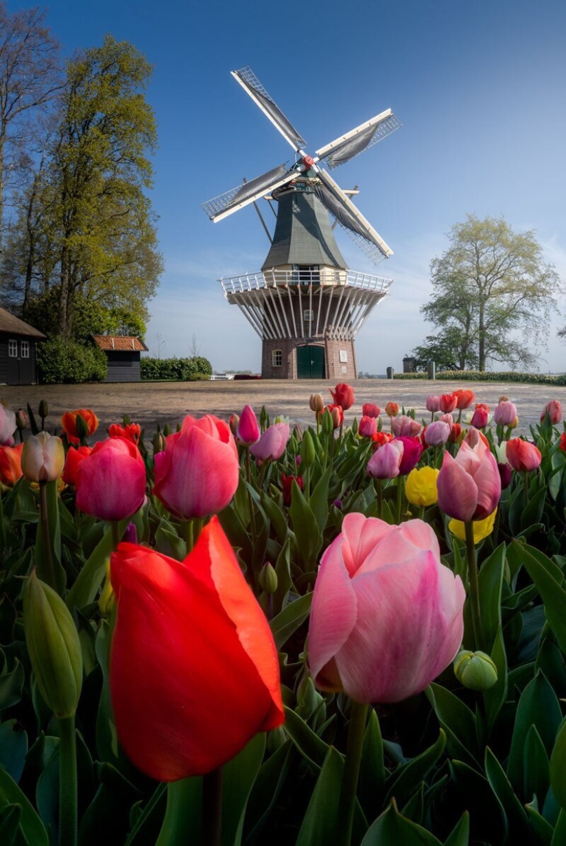 Cómo se ve el Parque de Tulipanes Keukenhof más hermoso sin un solo visitante Cómo se ve el Parque de Tulipanes Keukenhof más hermoso sin un solo visitante