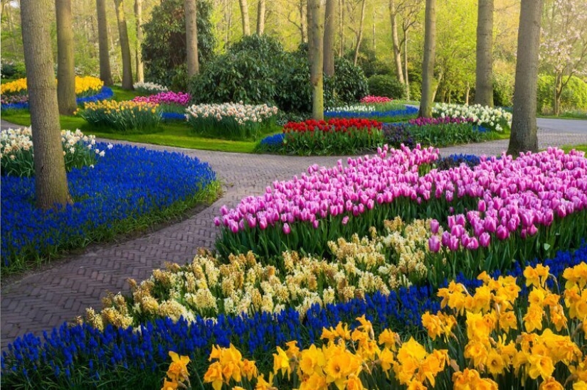 Cómo se ve el Parque de Tulipanes Keukenhof más hermoso sin un solo visitante Cómo se ve el Parque de Tulipanes Keukenhof más hermoso sin un solo visitante