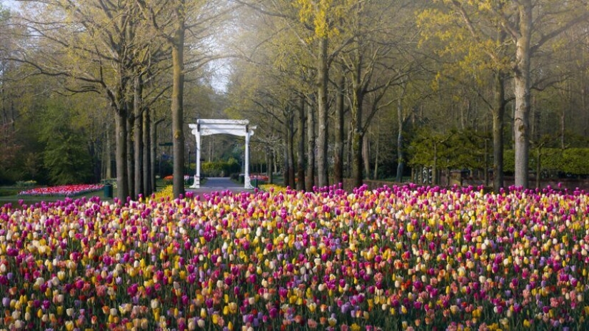 Cómo se ve el Parque de Tulipanes Keukenhof más hermoso sin un solo visitante Cómo se ve el Parque de Tulipanes Keukenhof más hermoso sin un solo visitante