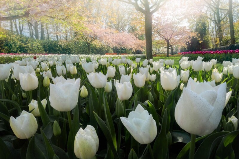 Cómo se ve el Parque de Tulipanes Keukenhof más hermoso sin un solo visitante Cómo se ve el Parque de Tulipanes Keukenhof más hermoso sin un solo visitante