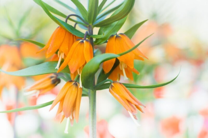 Cómo se ve el Parque de Tulipanes Keukenhof más hermoso sin un solo visitante Cómo se ve el Parque de Tulipanes Keukenhof más hermoso sin un solo visitante