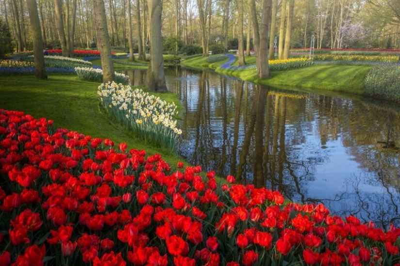 Cómo se ve el Parque de Tulipanes Keukenhof más hermoso sin un solo visitante Cómo se ve el Parque de Tulipanes Keukenhof más hermoso sin un solo visitante