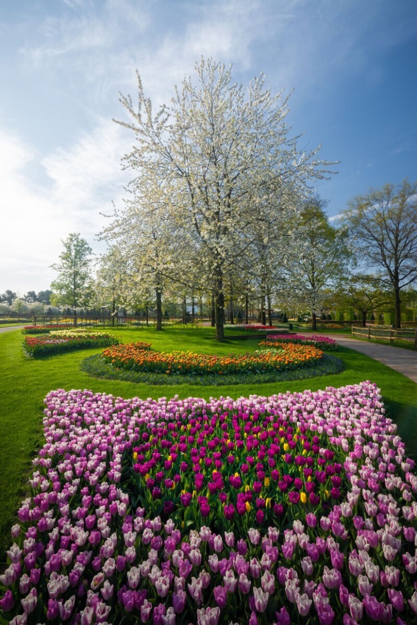 Cómo se ve el Parque de Tulipanes Keukenhof más hermoso sin un solo visitante Cómo se ve el Parque de Tulipanes Keukenhof más hermoso sin un solo visitante