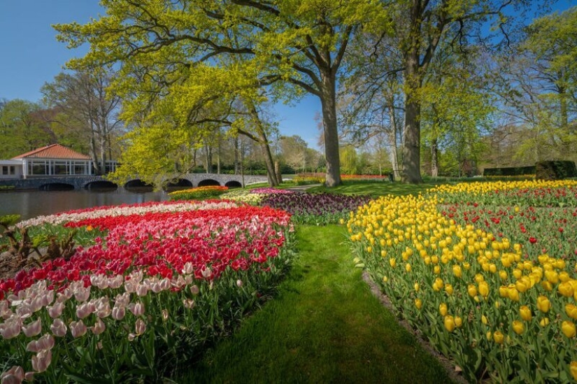 Cómo se ve el Parque de Tulipanes Keukenhof más hermoso sin un solo visitante Cómo se ve el Parque de Tulipanes Keukenhof más hermoso sin un solo visitante