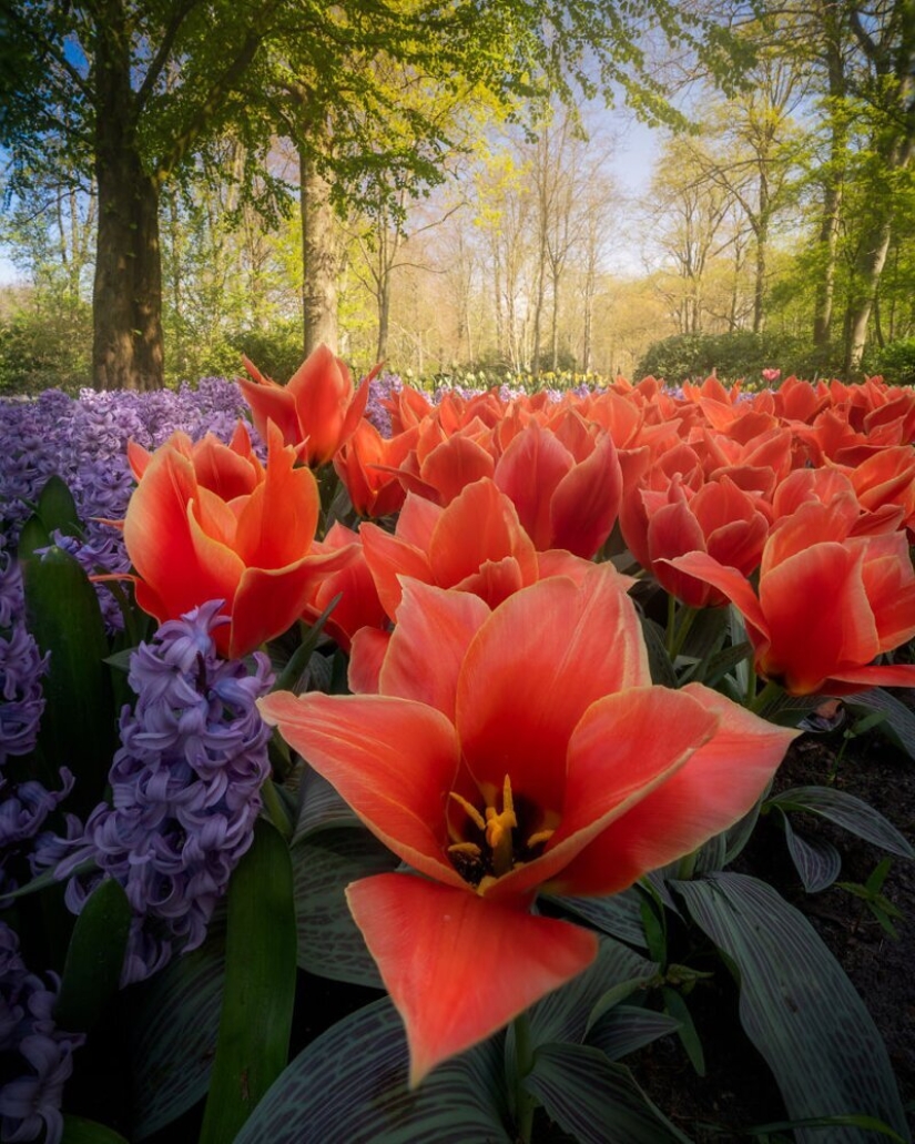 Cómo se ve el Parque de Tulipanes Keukenhof más hermoso sin un solo visitante Cómo se ve el Parque de Tulipanes Keukenhof más hermoso sin un solo visitante
