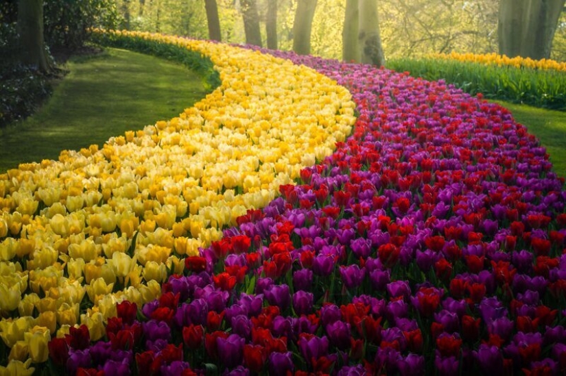 Cómo se ve el Parque de Tulipanes Keukenhof más hermoso sin un solo visitante Cómo se ve el Parque de Tulipanes Keukenhof más hermoso sin un solo visitante