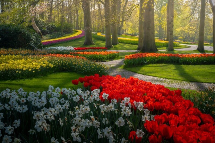 Cómo se ve el Parque de Tulipanes Keukenhof más hermoso sin un solo visitante Cómo se ve el Parque de Tulipanes Keukenhof más hermoso sin un solo visitante