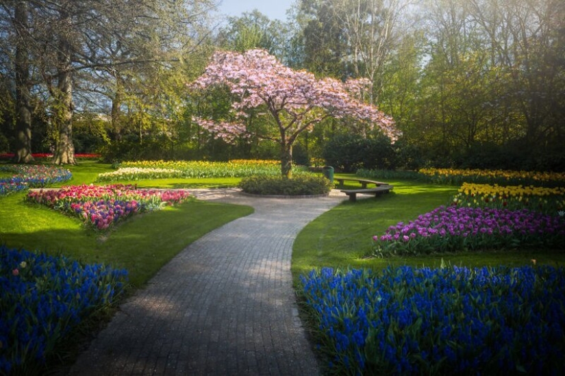 Cómo se ve el Parque de Tulipanes Keukenhof más hermoso sin un solo visitante Cómo se ve el Parque de Tulipanes Keukenhof más hermoso sin un solo visitante