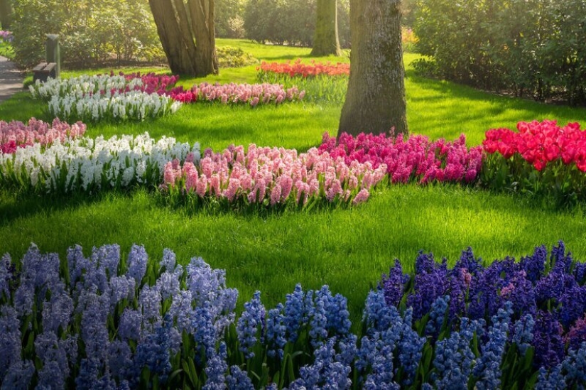 Cómo se ve el Parque de Tulipanes Keukenhof más hermoso sin un solo visitante Cómo se ve el Parque de Tulipanes Keukenhof más hermoso sin un solo visitante