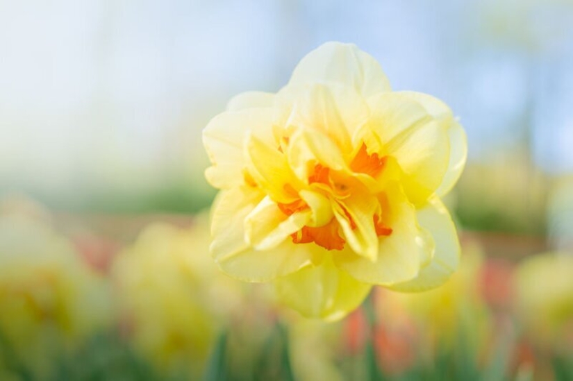 Cómo se ve el Parque de Tulipanes Keukenhof más hermoso sin un solo visitante Cómo se ve el Parque de Tulipanes Keukenhof más hermoso sin un solo visitante