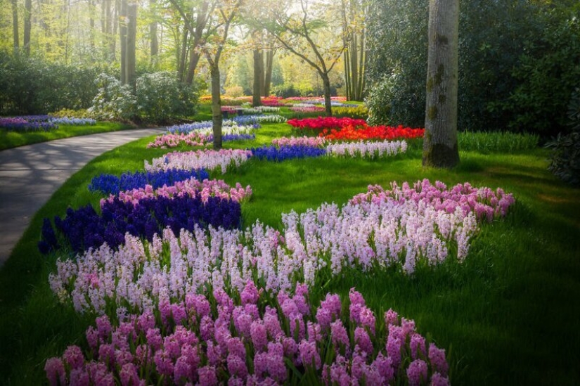 Cómo se ve el Parque de Tulipanes Keukenhof más hermoso sin un solo visitante Cómo se ve el Parque de Tulipanes Keukenhof más hermoso sin un solo visitante