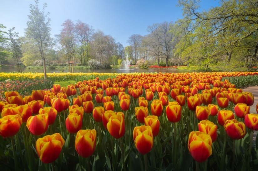 Cómo se ve el Parque de Tulipanes Keukenhof más hermoso sin un solo visitante Cómo se ve el Parque de Tulipanes Keukenhof más hermoso sin un solo visitante