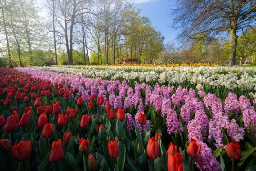 Cómo se ve el Parque de Tulipanes Keukenhof más hermoso sin un solo visitante Cómo se ve el Parque de Tulipanes Keukenhof más hermoso sin un solo visitante