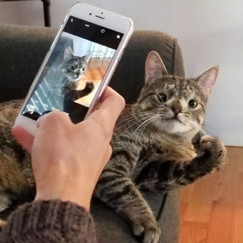 Cómo un gato con un cromosoma extra se convirtió en una estrella de Instagram Cómo un gato con un cromosoma extra se convirtió en una estrella de Instagram