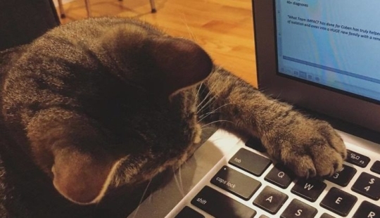 Cómo un gato con un cromosoma extra se convirtió en una estrella de Instagram