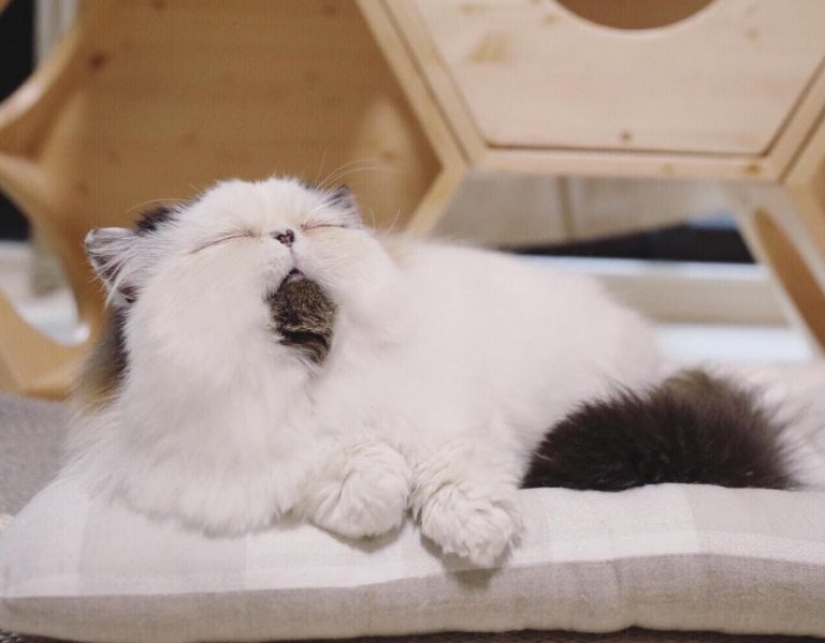 Cómo un gato llamado Zuu se convirtió en una nueva estrella