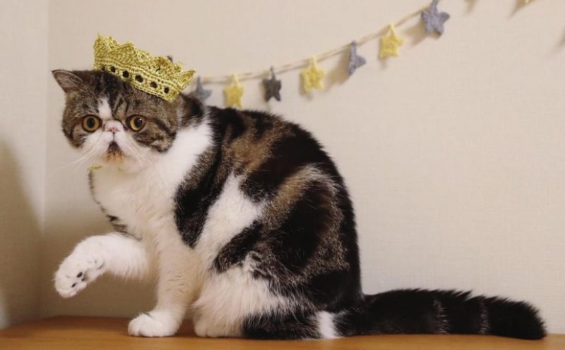 Cómo un gato llamado Zuu se convirtió en una nueva estrella