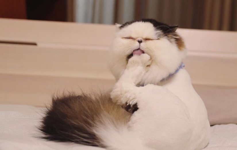 Cómo un gato llamado Zuu se convirtió en una nueva estrella